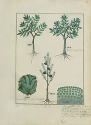Illustration aus dem Buch der einfachen Heilmittel von Mattheaus Platearius (gest. um 1161) c.1470